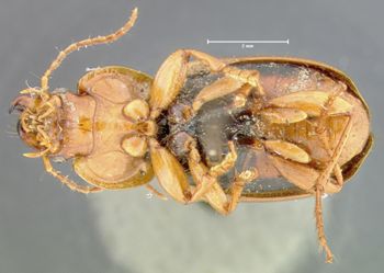 Media type: image;   Entomology 32984 Aspect: habitus ventral view